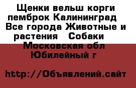 Щенки вельш корги пемброк Калининград - Все города Животные и растения » Собаки   . Московская обл.,Юбилейный г.